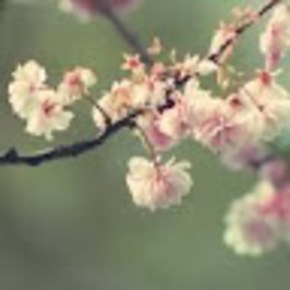 Meet your Posher, Kayla - Picture 1 of 1